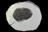 Bargain, Thysanopeltis Trilobite - Issoumour, Morocco #100371-1